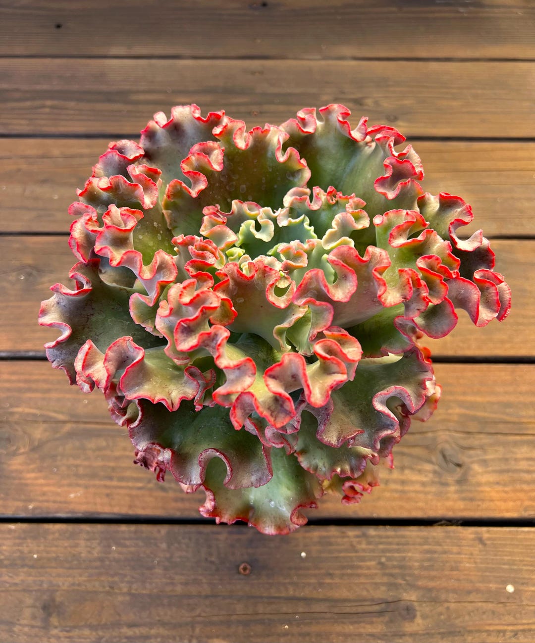 Root Diam Echeveria Rosy Glow, 8-inch Diameter (bare Root) - Etsy