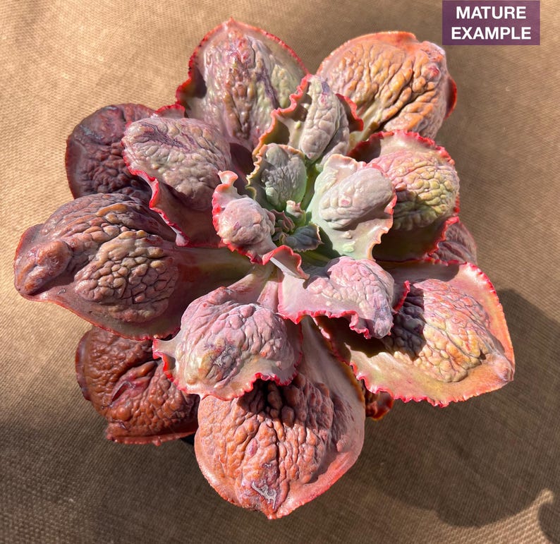 Root Diam Echeveria Magic Lamp, 6-inch Diameter (bare Root) - Etsy