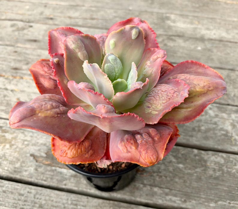 Root Diam Echeveria Magic Lamp, 9-inch Diameter (bare Root) - Etsy