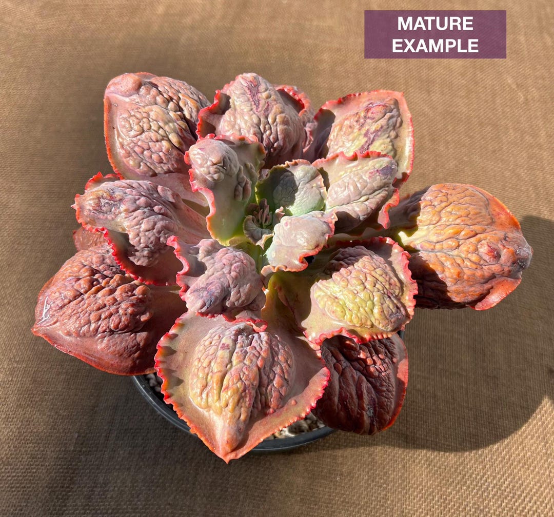 Root Diam Echeveria Magic Lamp, 6-inch Diameter (bare Root) - Etsy