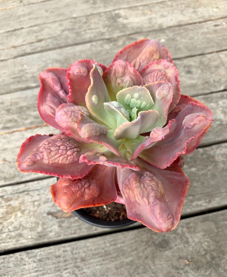 Root Diam Echeveria Magic Lamp, 9-inch Diameter (bare Root) - Etsy