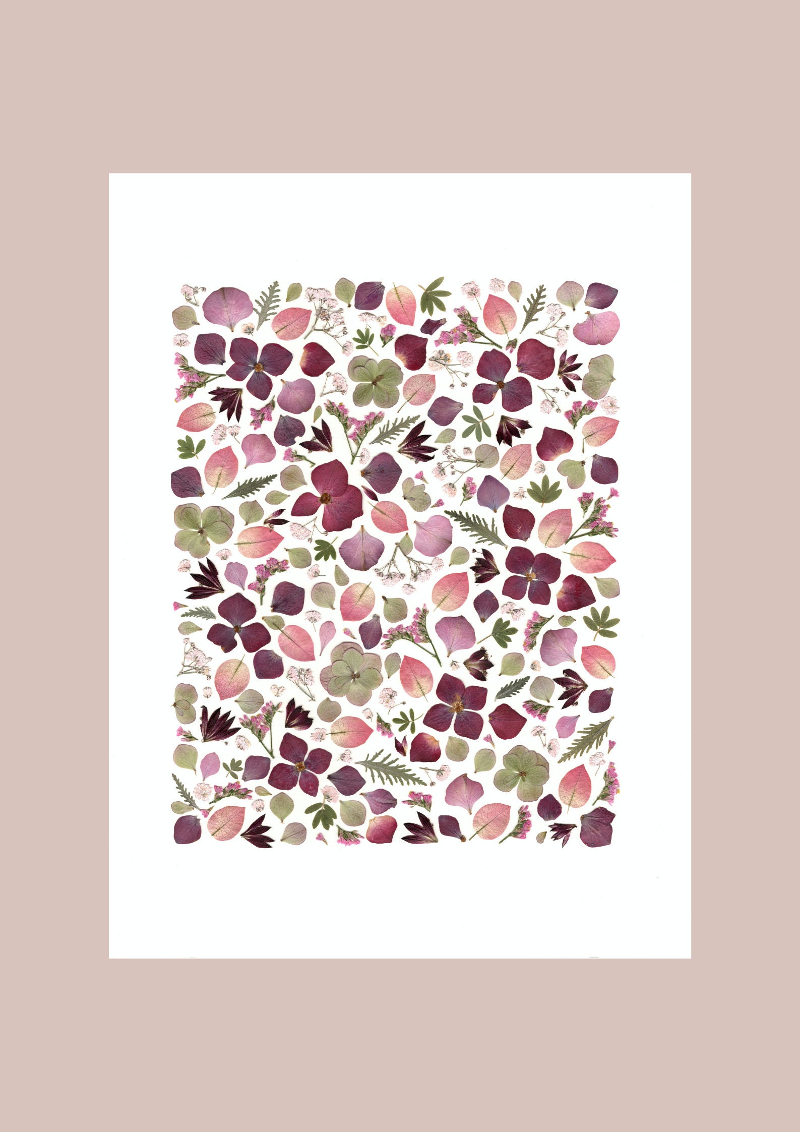 Affiche Tirée d'un Herbier Original - Reproduction/Affiche Herbier Fleurie A L'ombre Des Herbiers