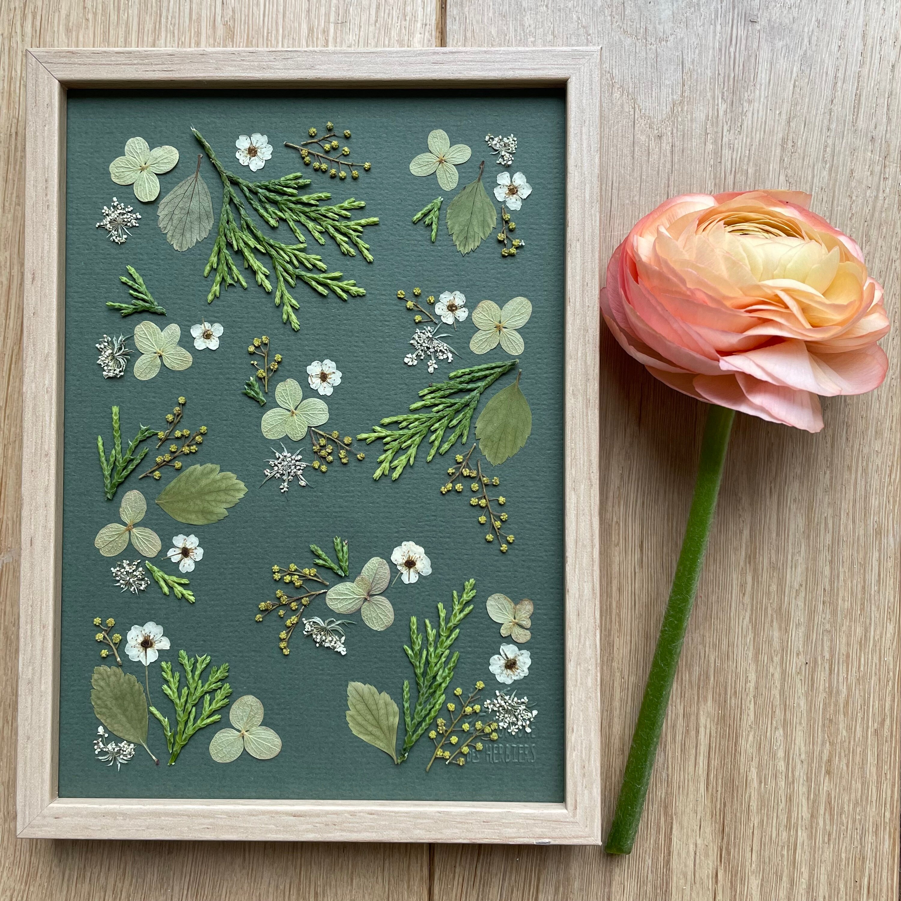 Herbier de Fleurs Séchées/Herbier Encadré Hortensia, Spirée & Fleur Carotte Herbarium/ A L'ombre Des