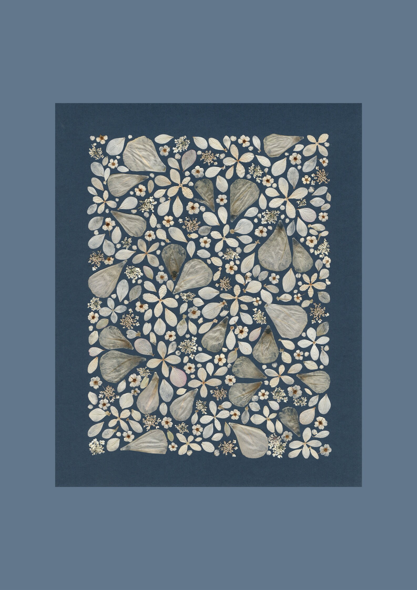 Affiche Tirée d'un Herbier Original - Reproduction/Affiche Herbier Fleurie A L'ombre Des Herbiers