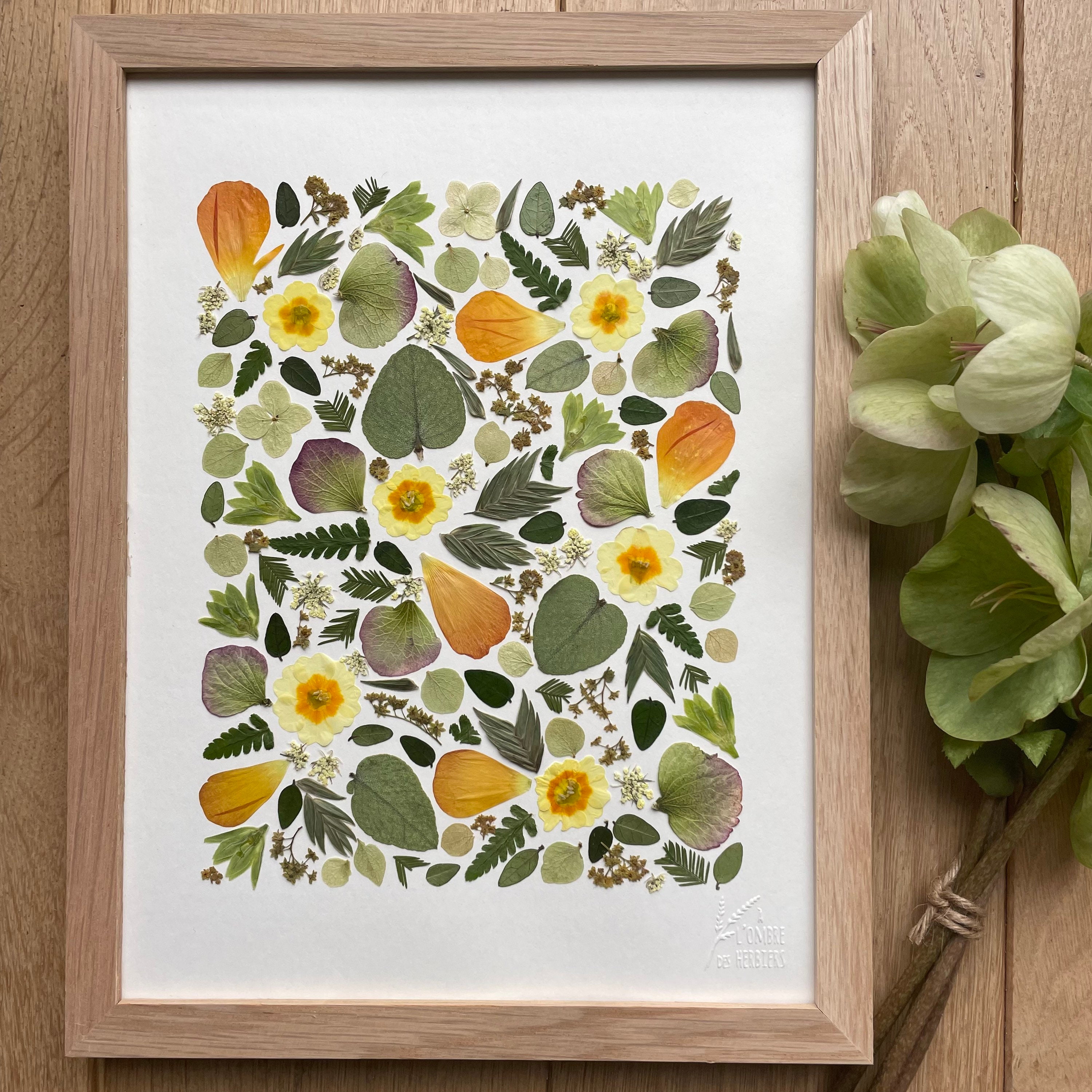 Herbier de Fleurs Séchées/Herbier Encadré Primevère, Renoncule & Eucalyptus Herbarium/ A L'ombre Des