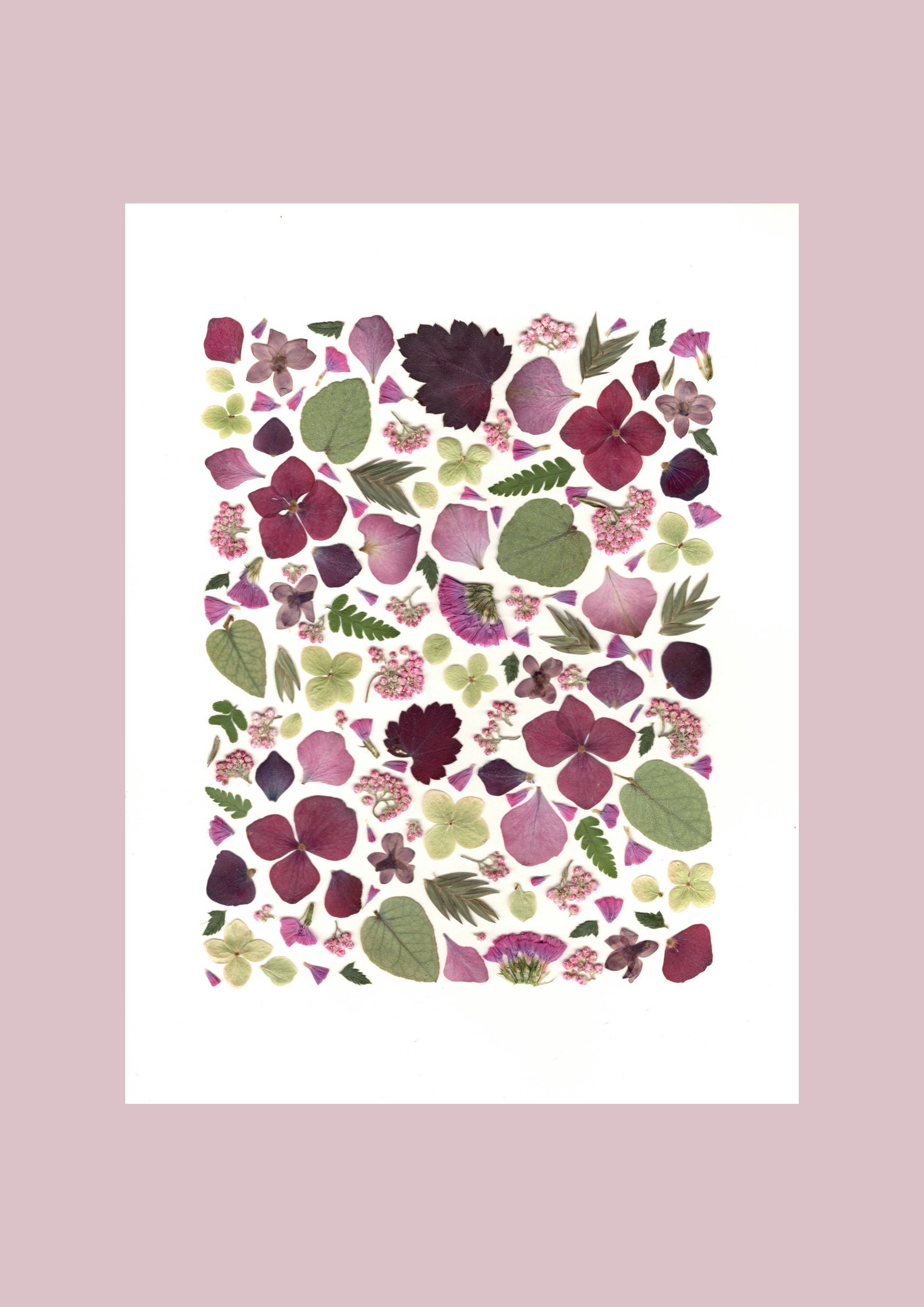 Affiche Tirée d'un Herbier Original - Reproduction/Affiche Herbier Fleurie A L'ombre Des Herbiers