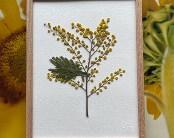 Herbier de Fleurs Séchées / Herbier encadré / Mimosa / Herbarium / A l'ombre des herbiers