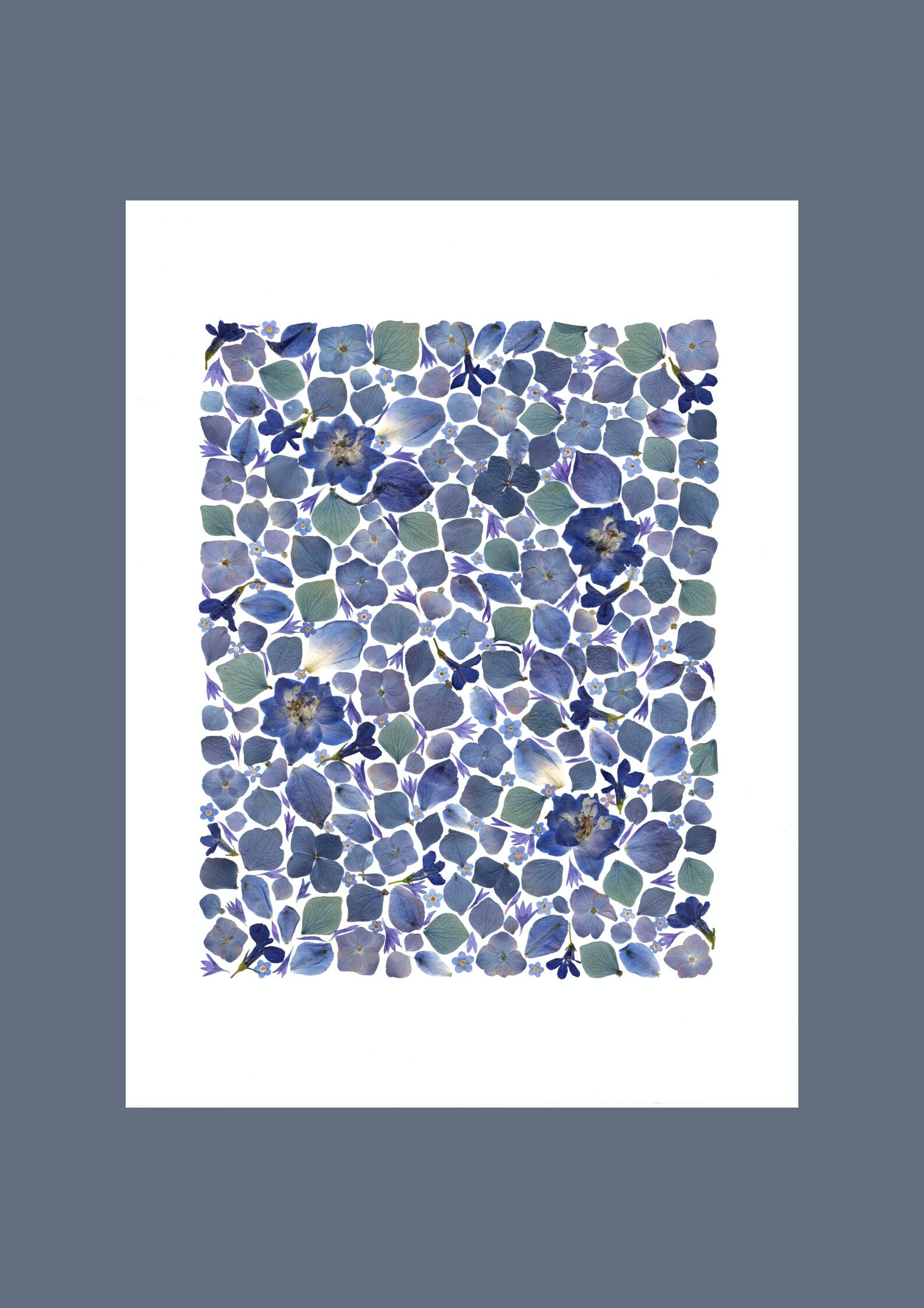 Affiche Tirée d'un Herbier Original - Reproduction/Affiche Herbier Fleurie A L'ombre Des Herbiers