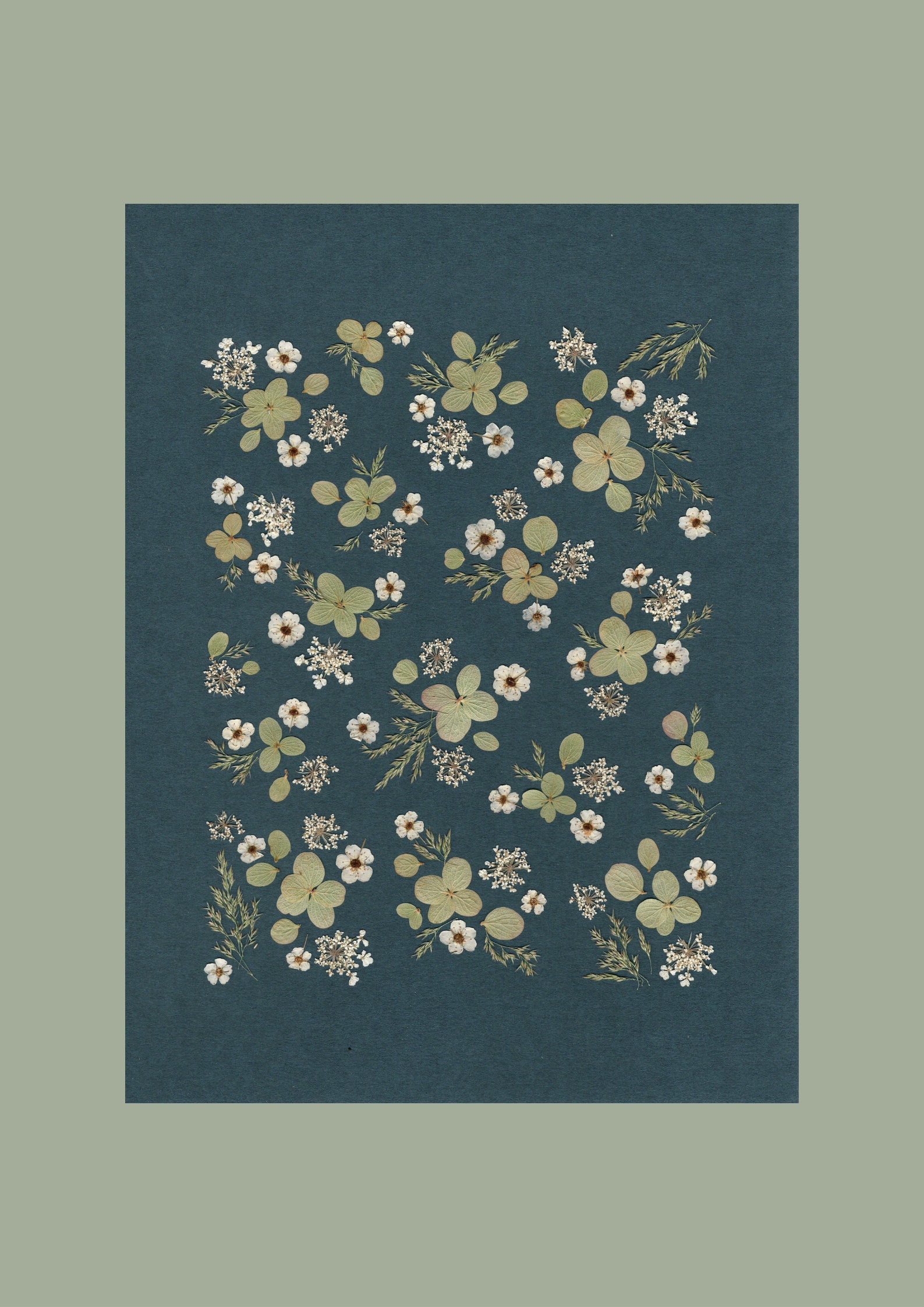 Affiche Tirée d'un Herbier Original - Reproduction/Affiche Herbier Fleurie A L'ombre Des Herbiers