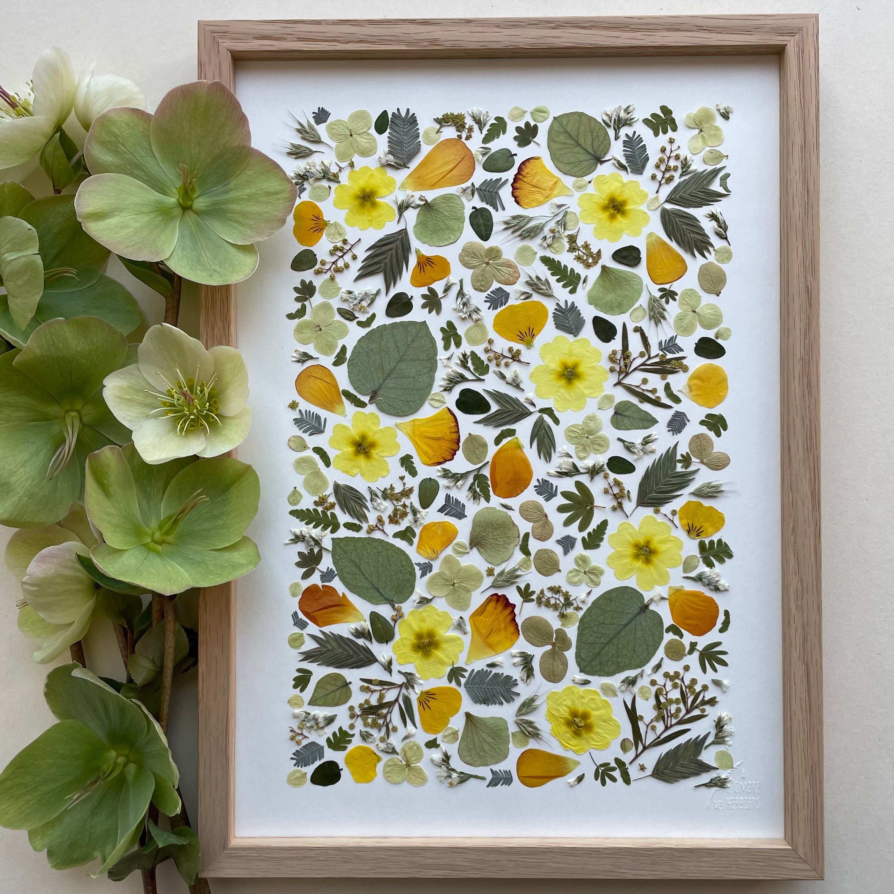 Herbier de Fleurs Séchées/Herbier Encadré Primevère, Hortensia & Renoncule Herbarium/ A L'ombre Des 