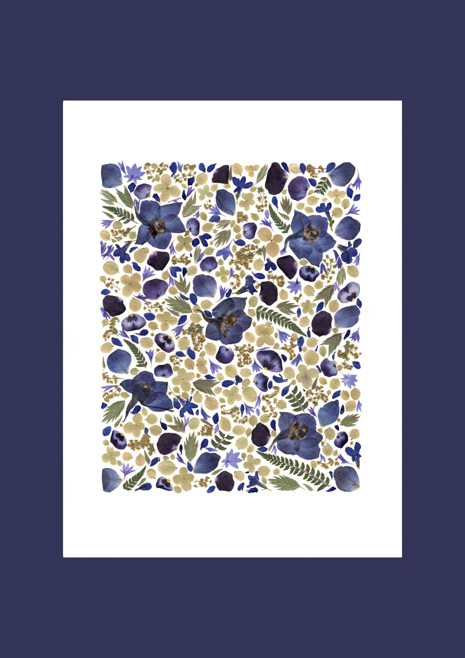 Affiche Tirée d'un Herbier Original - Reproduction/Affiche Herbier Fleurie A L'ombre Des Herbiers