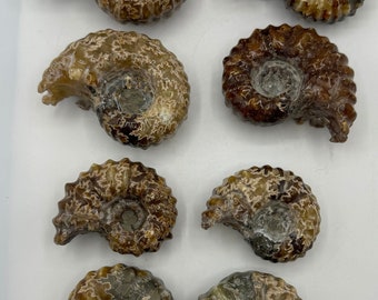 Ammonite Fossils Various Size And Colors (Some Partially Pyritized) Many Unique Patterns Great Gift Paleontologist Kid Present