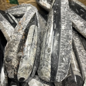 Orthoceras Fossils (3D Polish & Smooth Polish)