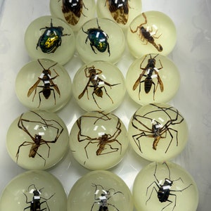 May include: A collection of 12 clear glass spheres, each containing a different insect specimen. The insects include a scorpion, spiders, wasps, beetles, and cicadas. The spheres are arranged in a grid pattern on a white surface.
