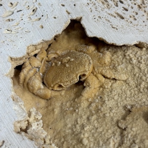 May include: A fossilised crab specimen embedded within a porous, light-coloured sedimentary rock matrix. The crab displays a textured, tan-coloured shell with visible legs and claws, partially revealed by a natural cavity in the surrounding stone.