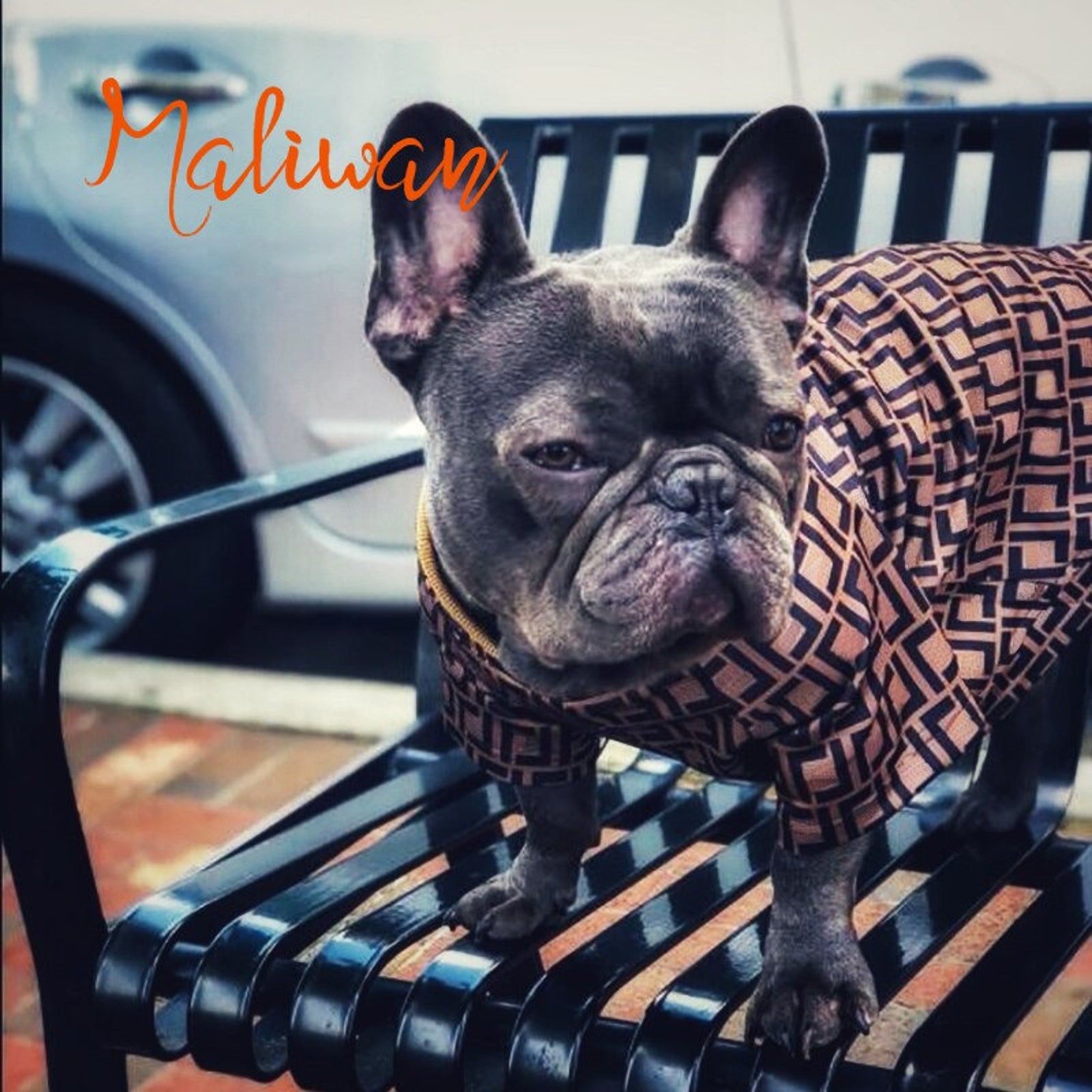 FASHION Clothes for French Bulldog Luxury Warm Sweater for Etsy