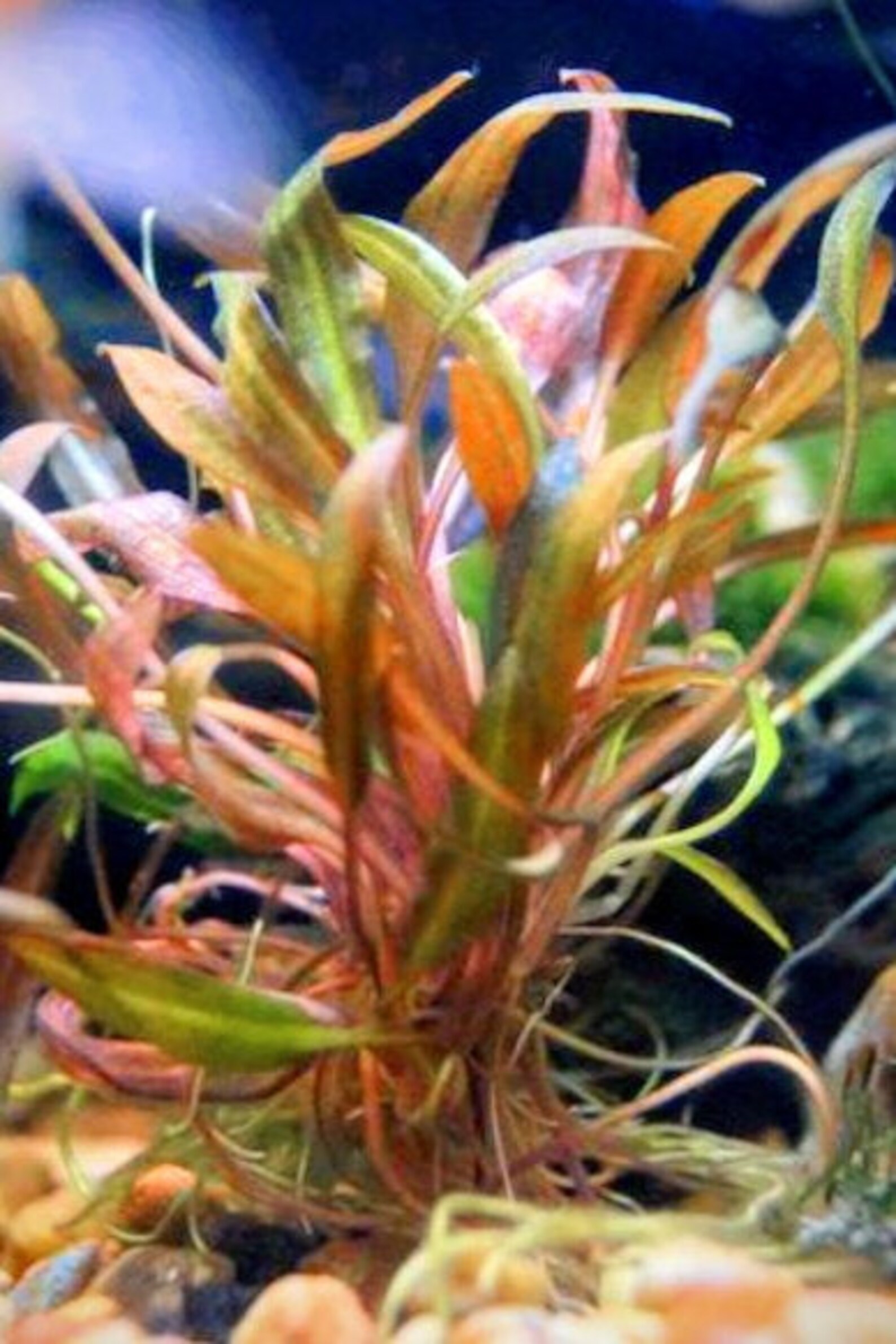 Red Undulata Planta de Acuario | Etsy