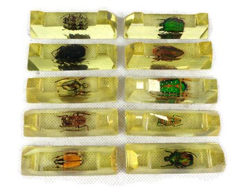 Bugs in Lucite - Etsy