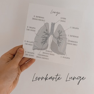 Lung flashcard