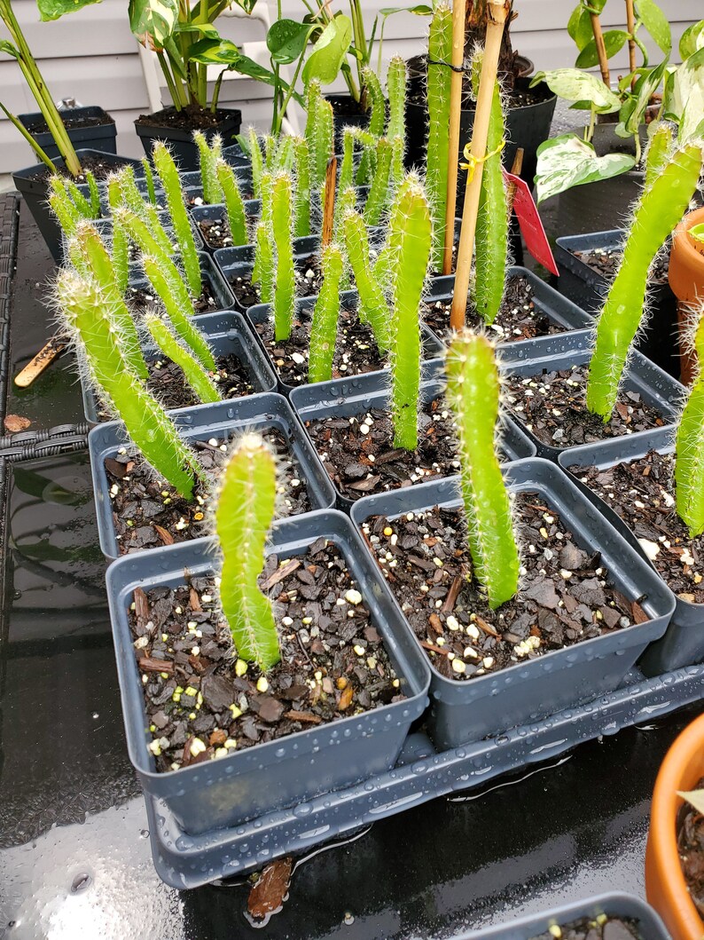 Dragon Fruit Cactus Seedling Pitahaya Hylocereus Undatus