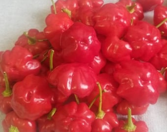 Brazilian Starfish (Red) Pepper Seeds