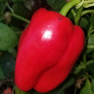 California Wonder Pepper (Red) Seeds