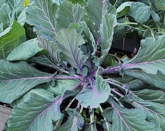 Old Timey Blue Collards