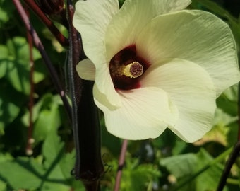 Red Burgundy Okra Seeds