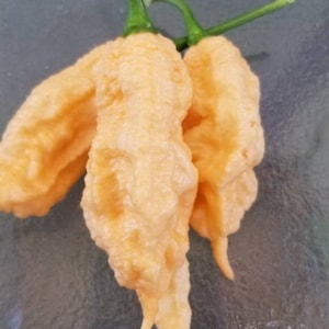 Jays Peach Ghost Scorpion Seeds