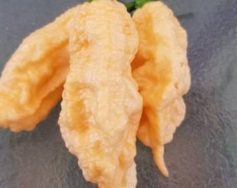 Jays Peach Ghost Scorpion Seeds