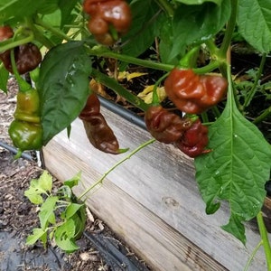 SBS Demon Chocolate Habanero Pepper Seeds