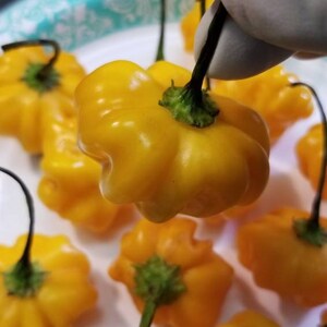 Brazilian Starfish (Yellow) Pepper Seeds