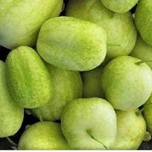 Crystal Apple Cucumber Seeds