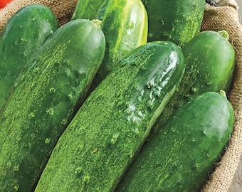 Straight Eight Cucumber Seeds