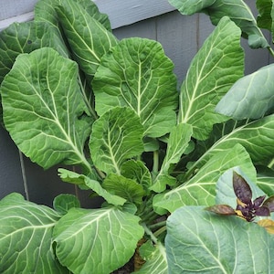 May include: A close-up of a large, leafy green plant with large, dark green leaves. The plant is growing against a gray wooden fence.