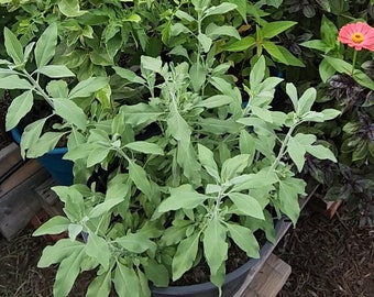 White Sage Seeds (Organic)