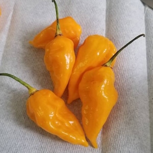 Fatalii Pepper Seeds
