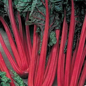 Swiss Chard Rainbow Heirloom Seeds Spring Or Fall Crop Etsy