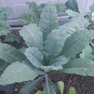 Lacinato (Dinosaur) Kale Seeds (Organic)