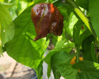 Chocolate Scorpion Pepper Seeds