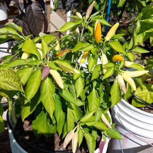 White Thai Seeds