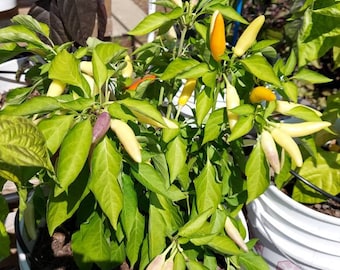 White Thai Seeds