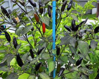 Black Thai Pepper Seeds