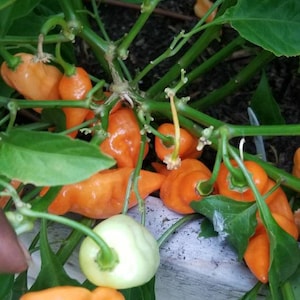 Habanada Pepper Seeds