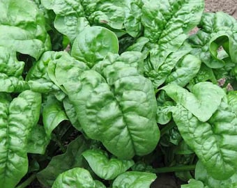 Nobel Spinach Seeds