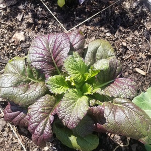 Red Giant Mustard Green Seeds(Organic)