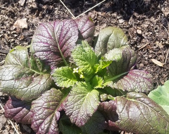 Red Giant Mustard Green Seeds(Organic)