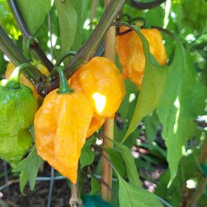 7 Pot Primotalii Orange Pepper Seeds