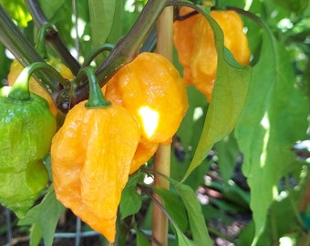 7 Pot Primotalii Orange Pepper Seeds