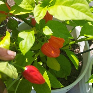 Ají Dulce Pepper Seeds